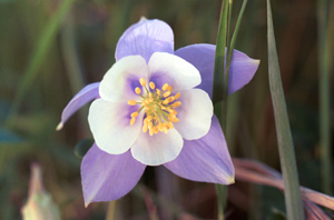 Columbine
