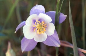 Columbine