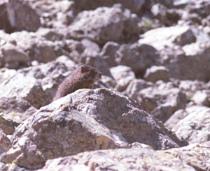 Marmot